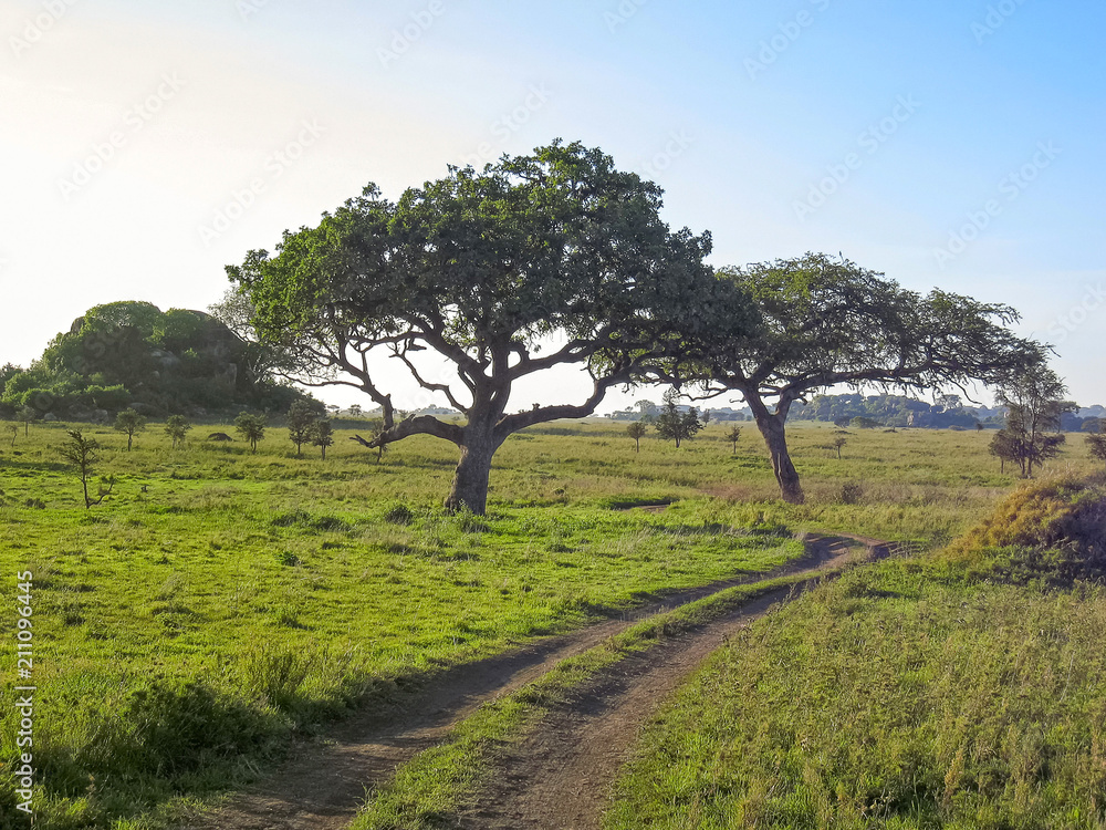 Vanishing dirt road in savanna with acacia trees in back lit at dawn. Serengeti National Park, Tanzania, Africa. 
