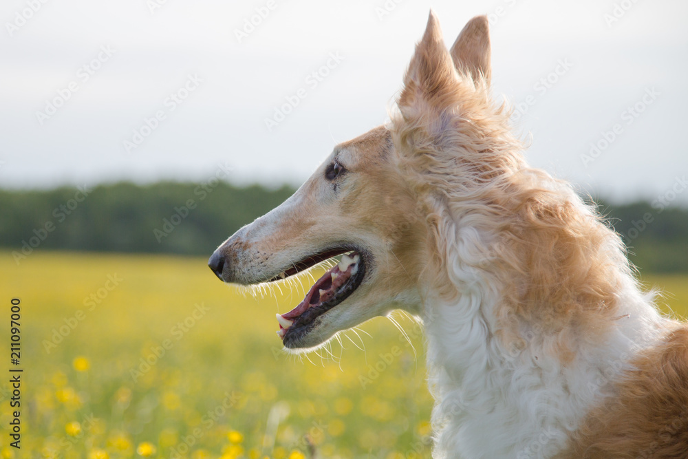 Profile Portrait of russian borzoi dog with prick-ears on a green and yellow field background. Close-up image of beautiful dog in the buttercup meadow Profile Portrait of russian borzoi dog with prick-ears on a green and yellow field background. Close-up image of beautiful dog in the buttercup meadow