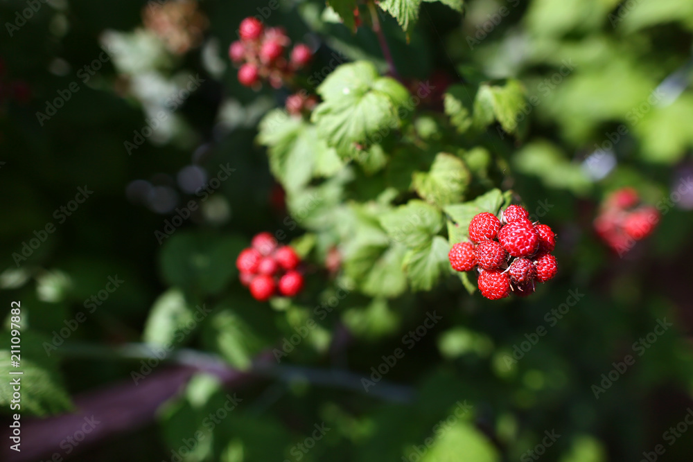 Raspberries. Growing Organic Berries closeup. Ripe raspberry in the fruit garden. summer Raspberries. Growing Organic Berries closeup. Ripe raspberry in the fruit garden. summer