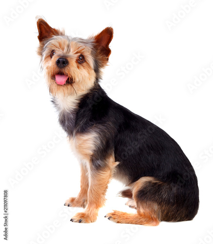 Cute small dog with cutted hair