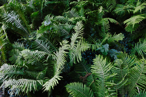 Beautiful green nature  fern leaves in the forest. Background