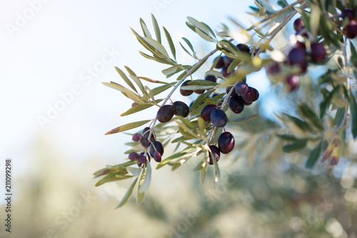 Принти на полотні Spanish olive grove, branch detail