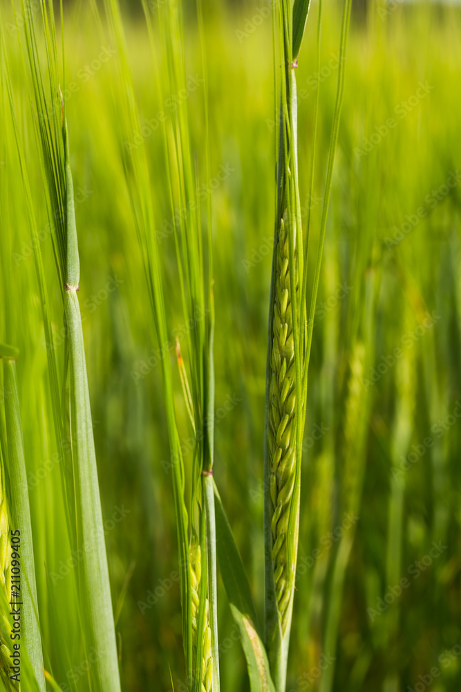 Obraz premium Organic green wheat field in sunny day as early stage of farming plant development.