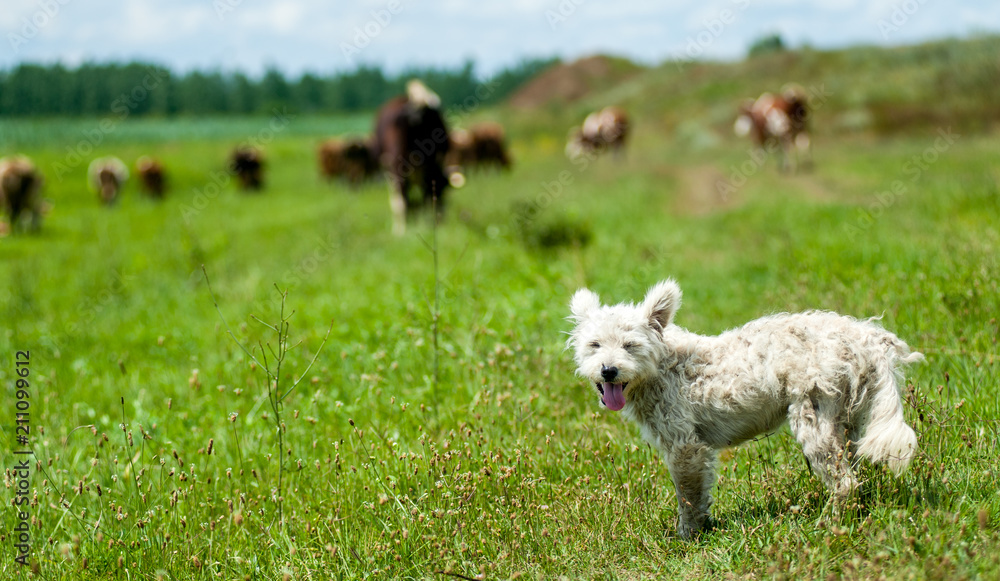Rural landscape with herds of livestock Rural landscape with herds of livestock