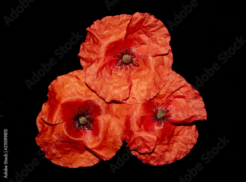 Fototapeta Naklejka Na Ścianę i Meble -  Red Poppies on A Black Background