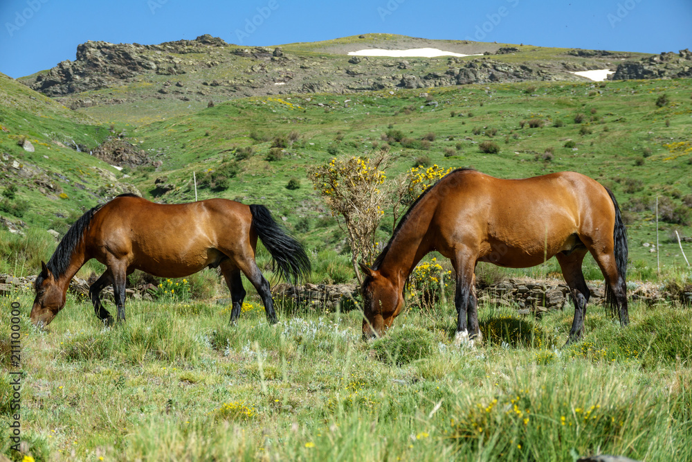 Two brown horses feeding against mountain with snowfields