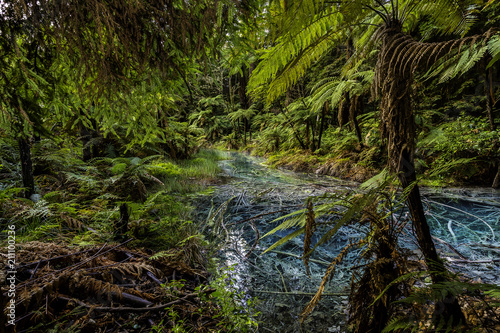 Dead Tree Swamp