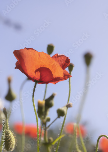 Fototapeta Naklejka Na Ścianę i Meble -  Poppies In A Garden With Blue Sky