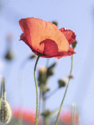 Fototapeta Naklejka Na Ścianę i Meble -  Poppies In A Garden With Blue Sky
