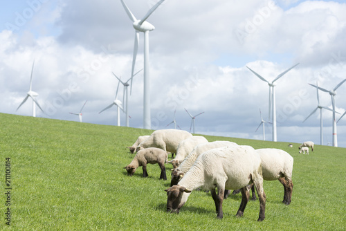 Deutschland, Niedersachsen, Krummhörn,  Windenergieanlage. Natürlicher Küstenschutz, Schafe auf dem Seedeich bei Emden.
