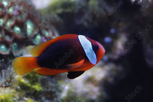 Schwarzflossen-Anemonenfisch (Amphiprion melanopus) photo