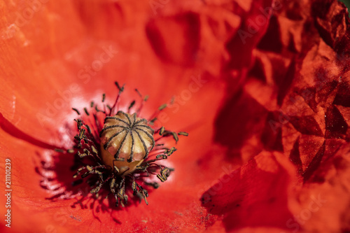 Fototapeta Naklejka Na Ścianę i Meble -  Close Up Of Red Poppy