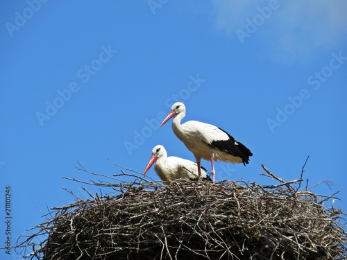 Storks Sitting on a Nest with Clouds on the Sky in Background