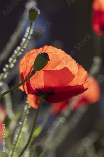 Poppies In A Garden With Blue Sky