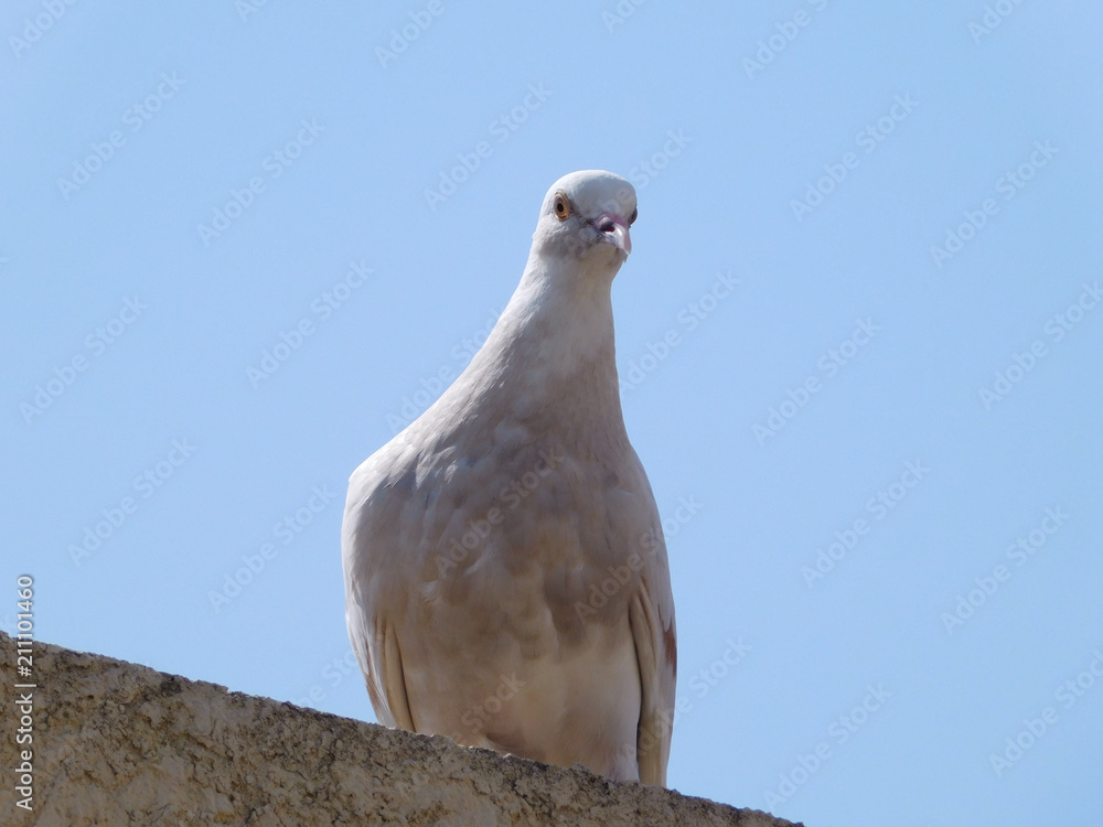 Beautiful white pigeon looking curiously at camera Beautiful white pigeon looking curiously at camera