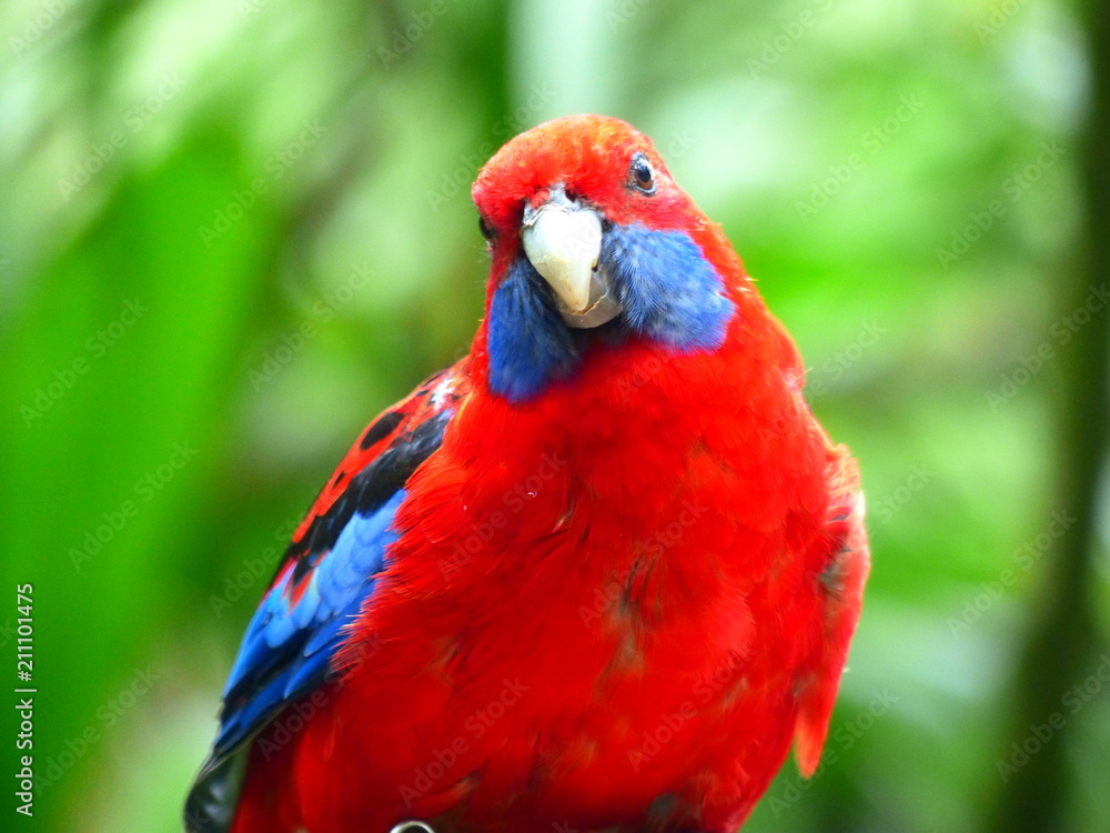 Beautiful tropical bird on a green tropical forest background