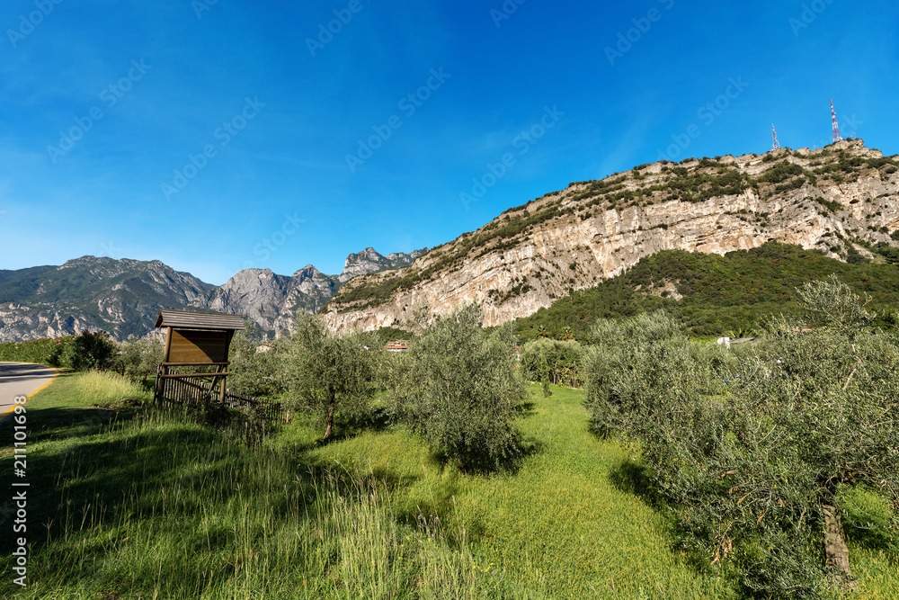 Olive Orchard in Sarca Valley - Trentino Italy Olive Orchard in Sarca Valley - Trentino Italy