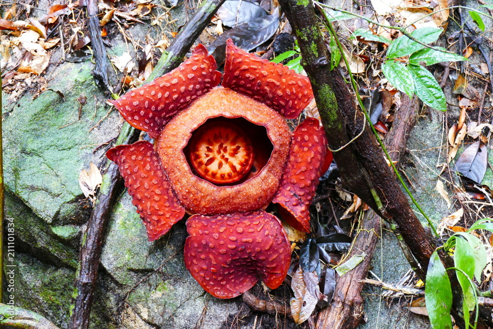a beautiful bud of blooming, red, giant rafflesia against the background of a tropical rainy forest