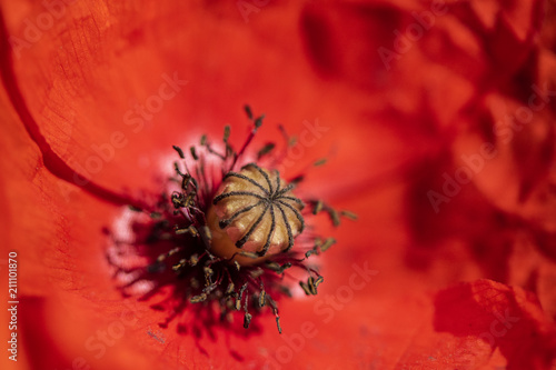Fototapeta Naklejka Na Ścianę i Meble -  Close Up Of Red Poppy