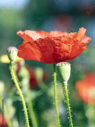 Poppies In A Garden With Blue Sky