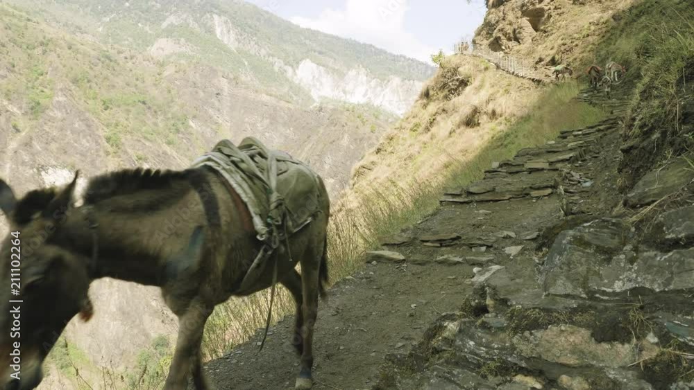 Donkeys transport cargoes on the nepalese path. Manaslu mountain circuit trek.