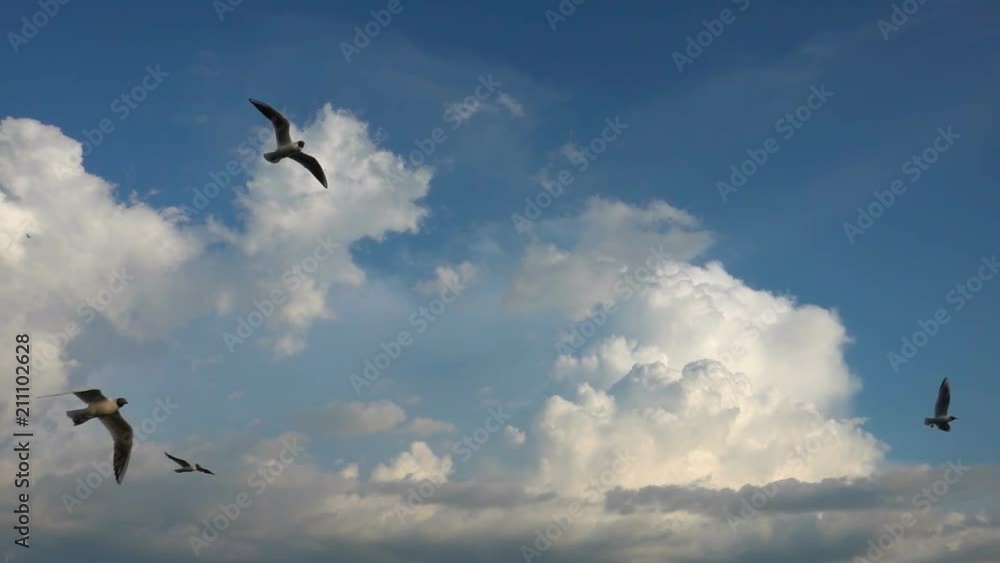 A flock of seagulls flies against the beautiful cloudy sky, slow motion, Catch in flight food A flock of seagulls flies against the beautiful cloudy sky, slow motion, Catch in flight food