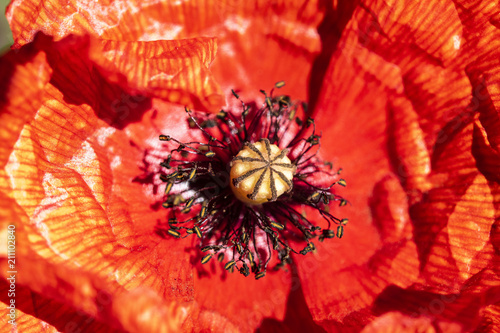Fototapeta Naklejka Na Ścianę i Meble -  Close Up Of Red Poppy
