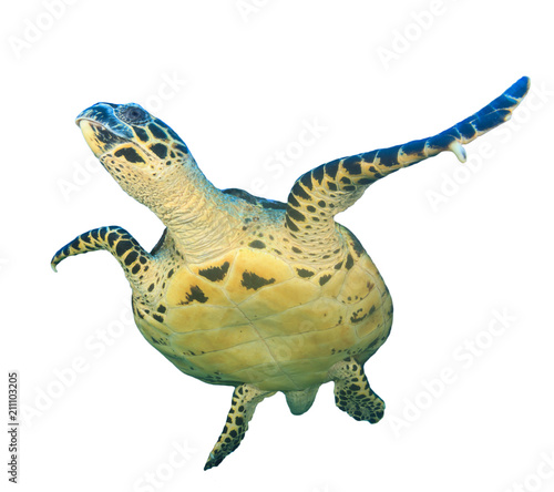 Hawksbill Sea Turtle isolated 