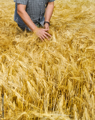 Getreideernte - Landwirt strecht mitv seinen Händen durch Getreideähren
