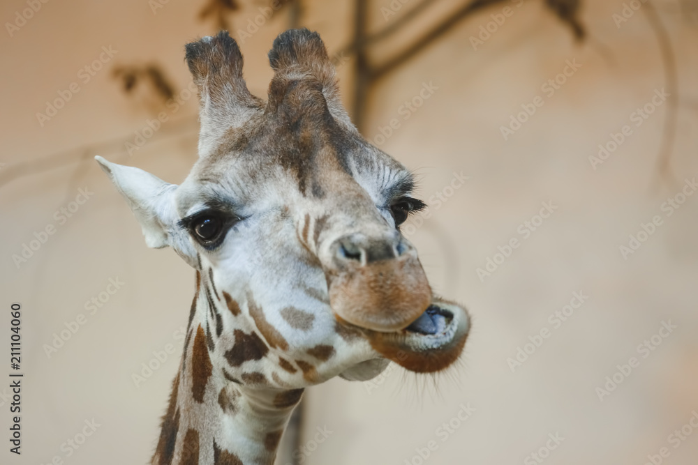 Naklejka premium Head of a giraffe against a blue background.