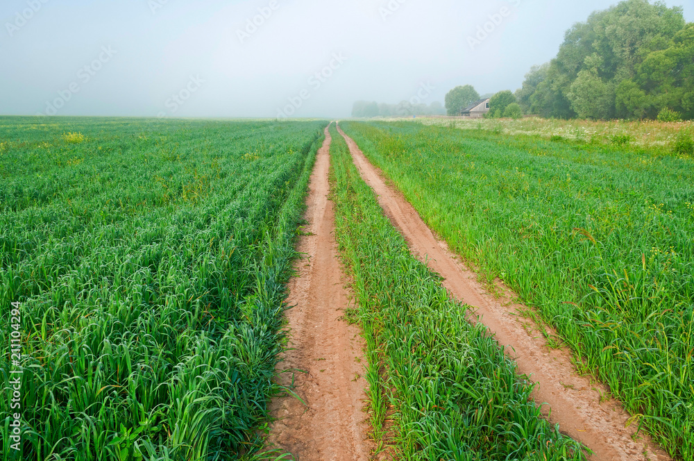 Straight dirt road on thick green grass field with early dew on blades in morning fog. Kaluzhsky region, Russia.
Straight dirt road on thick green grass field with early dew on blades in morning fog. Kaluzhsky region, Russia.