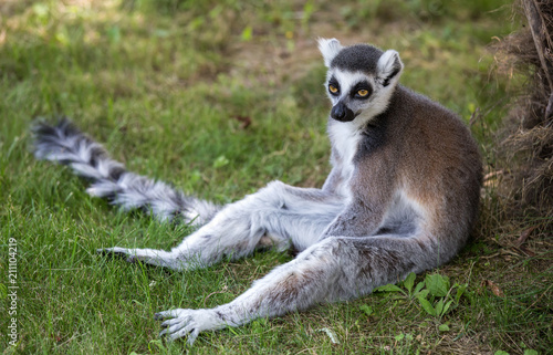 Lemur isolated sits on the grass.