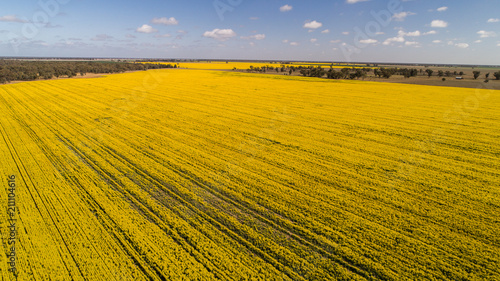 Aerial view of bright yellow canola crops with blue sky on farmland in Narromine, New South Wales, Australia
