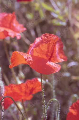 Fototapeta Naklejka Na Ścianę i Meble -  Poppies In A Garden With Blue Sky