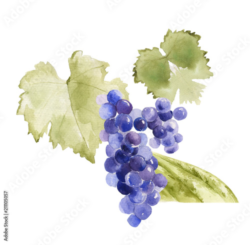 Colorful vector watercolor illustration of dark blue grape with green leaves isolated on white background. Bunch of fresh grape.