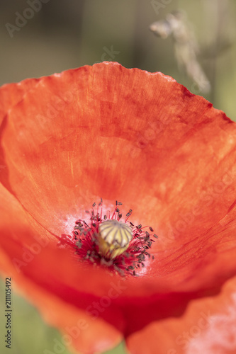 Fototapeta Naklejka Na Ścianę i Meble -  Poppies In A Garden With Blue Sky