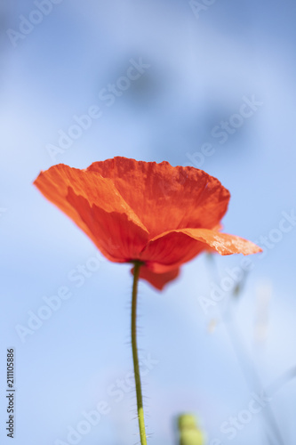 Fototapeta Naklejka Na Ścianę i Meble -  Poppies In A Garden With Blue Sky