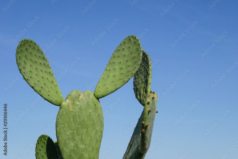 Mouse ear shaped cactus, detail and closeup of cactus with blue sky background Mouse ear shaped cactus, detail and closeup of cactus with blue sky background