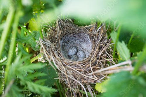 Corncrake Eggs (Crex Crex) In Bird Nest In Tall Grass Meadows In Summer Top View.