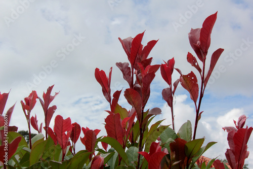 arbuste aux feuilles rouge