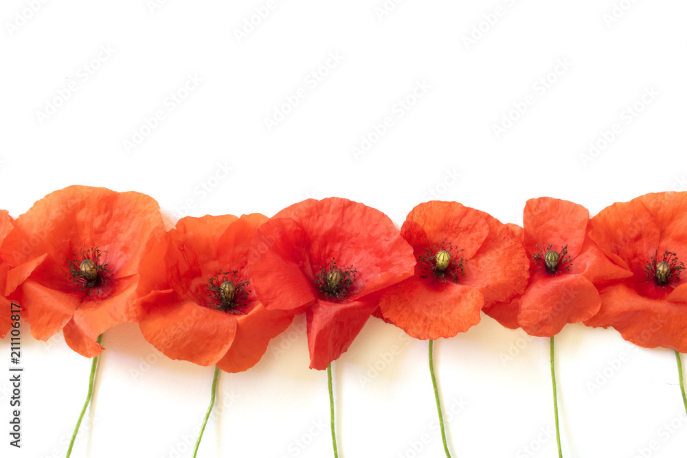 Obraz premium Maki w linii prostej