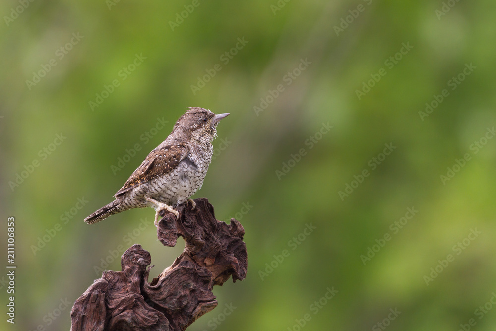Fototapeta premium Il picchio torcicollo (Jynx torquilla)