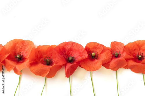 Poppies in a Straight Line