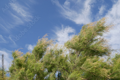 Amazing background with pines blowing in the wind and beautiful cloudy blue sky during windy weather, detail of beach trees, mediterranean background photo