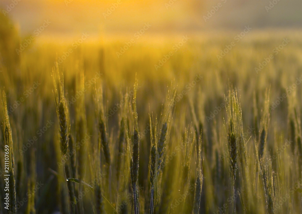 Wheat background gold Wheat background gold