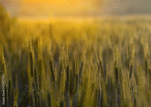 Wheat background gold