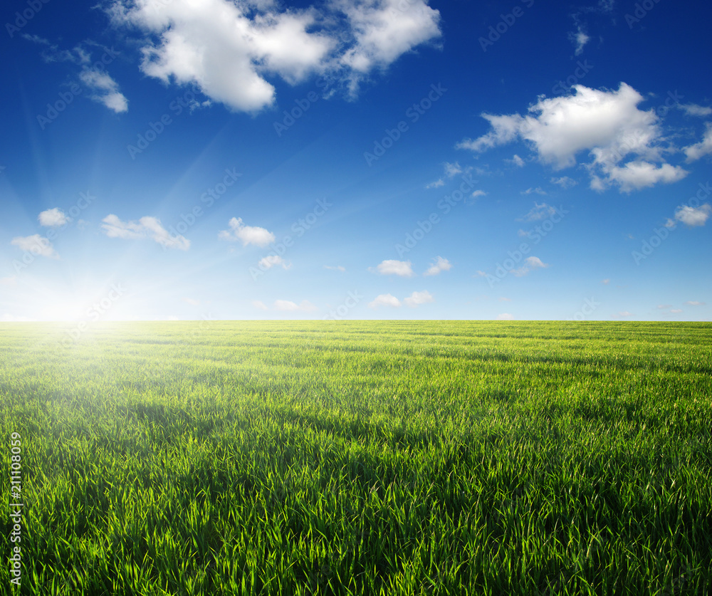 Green field and sun.