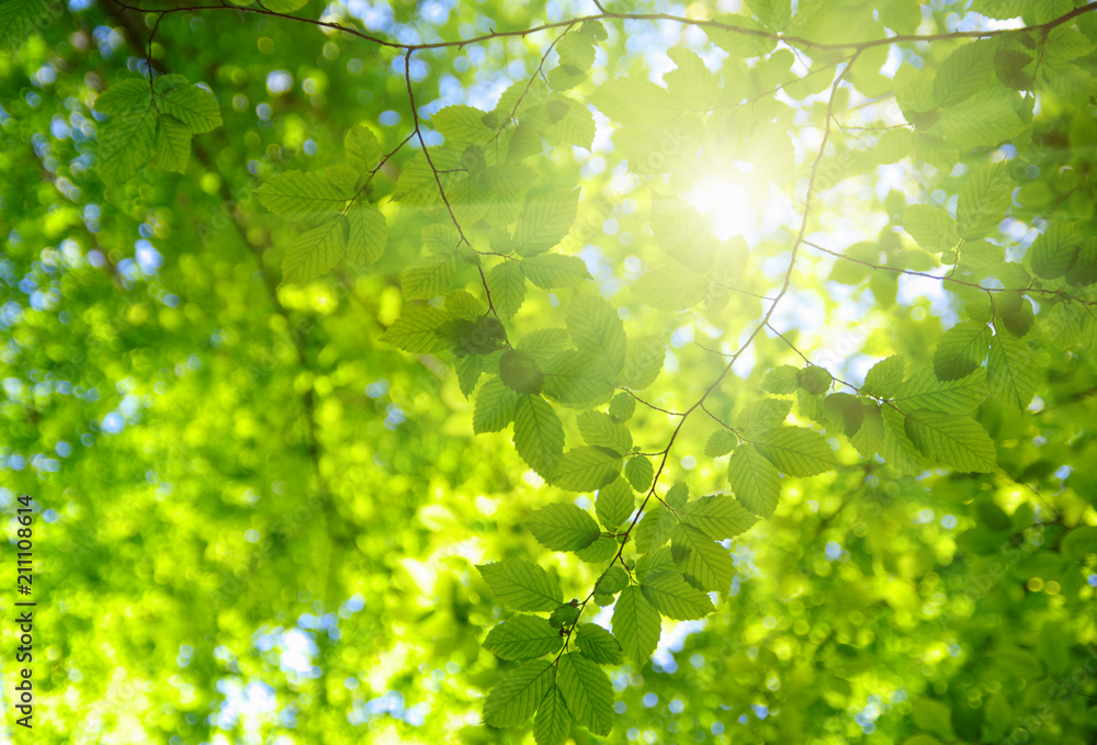 Green leaves and sun