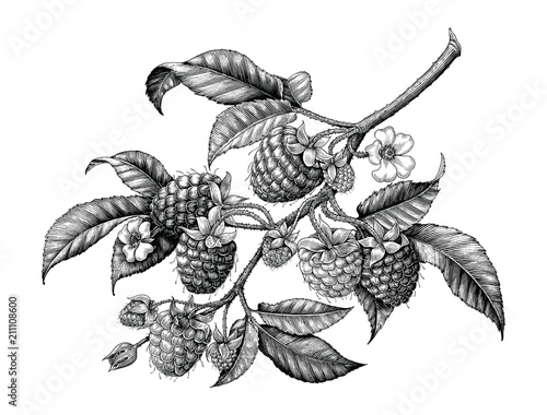 Raspberry branch hand drawing black and white vintage clip art isolated on white background