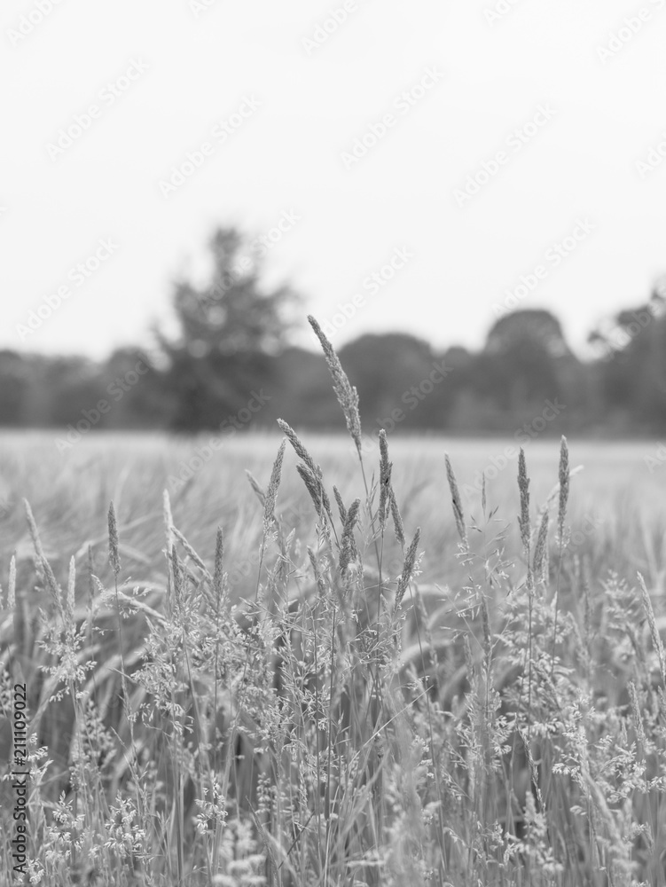 gras gras